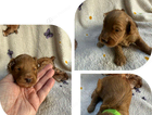 puppy