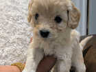 Puppy