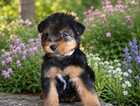 Puppy