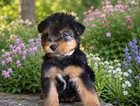 puppy