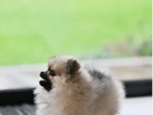 puppy