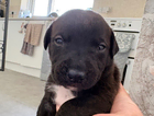 puppy
