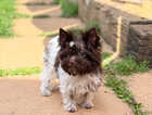 Puppy