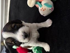 puppy