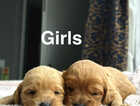 Puppy