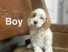 Puppy