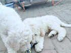 Puppy