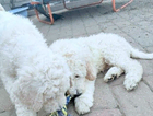 puppy