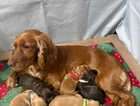 Puppy