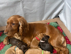 puppy