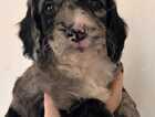 Puppy