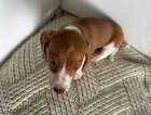 Puppy