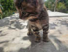 Kitten