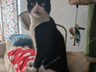 Missing tuxedo - plymouth