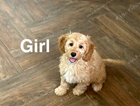 puppy