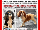 4 STOLEN CAVALIER KING CHARLES SPANIEL PUPPIES