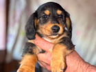 puppy