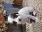 Puppy