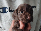 puppy