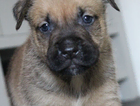 puppy
