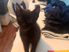 Kitten