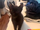 kitten