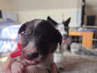 Puppy
