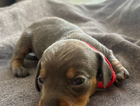 puppy