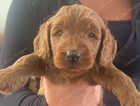 Puppy