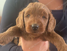 puppy