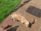 Puppy