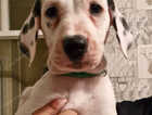 Puppy