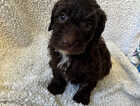Puppy