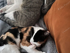 Misty - Calico cat missing since 4th Sept near Bow Street