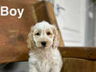 Puppy