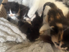 kitten