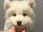 Puppy