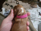 puppy