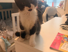 kitten