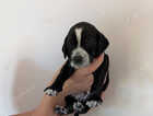 Puppy
