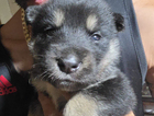 puppy