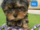 Puppy