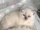 Kitten