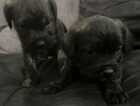 Puppy