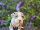 puppy