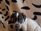 Puppy