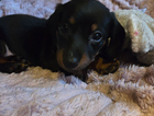 puppy