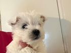 puppy