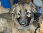 Puppy