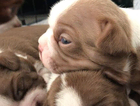 puppy